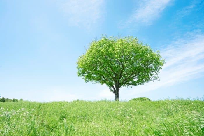 A lone tree standing on a green field
